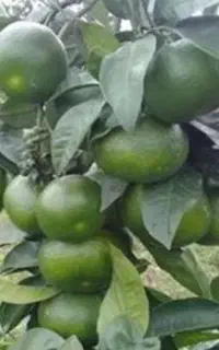 پیش فروش نارنگی ژاپنی