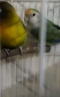 جفت کوتوله مولد