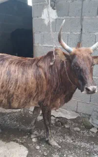 گاو چالوسی ۷ ماه فقیر آرام