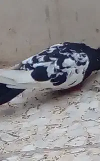 کبوتر