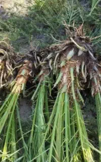 دمیت حاج باقری اصل