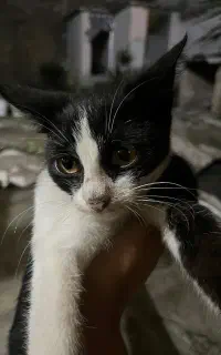 واگذاری گربه دوماهه