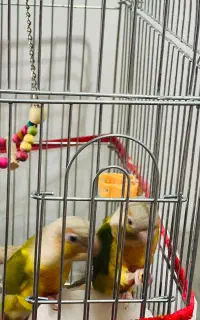 گرینچیک آناناسی ۹‌ماهه