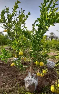 فروش انواع نهال باکیفیت عالی