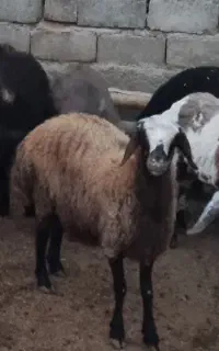 میش
