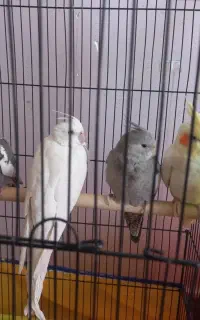 عروس هلندی
