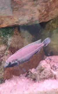 ماهی ماکرو و کله دلفینی