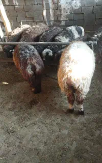 بره نر  و ماده چاق تخت