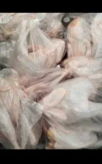 مرغ.  و خروس کشته اماده