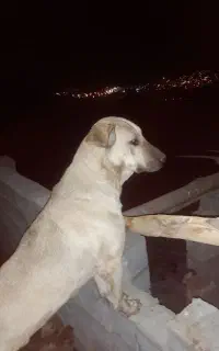 این سگ دزدیده شده