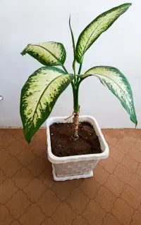 گل دیفن سرحال خوشگل
