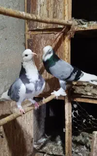 کبوتر شازده
