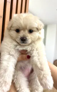 سگ پامر خرسی