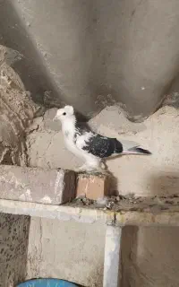 ترکیه نر