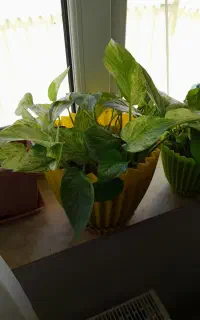 انواع گل