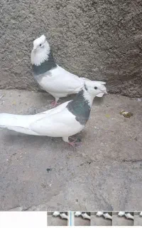 کبوتر