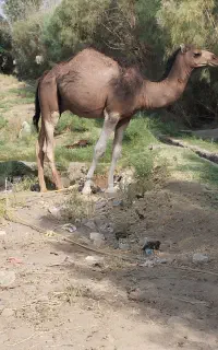 شتر فروشی