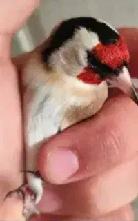 سهره نره قواره دار