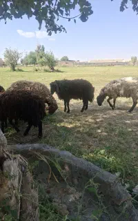 بره نر چاق ۵۰ الی ۶۰ کیلو ۴ عدد