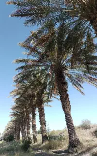 240اصله خرما