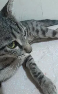 واگذاری ۳ عدد گربه