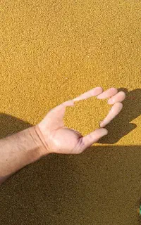بذر یونجه همدانی پایه بلند . ۸۰۰ هزار تومان