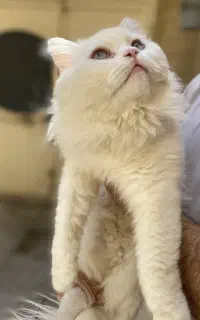 فروش گربه نر و ماده