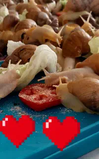فروش حلزون