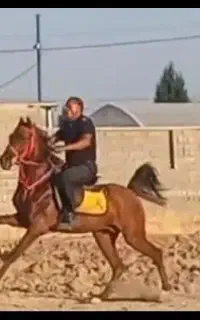 اسب نریون سواری دار