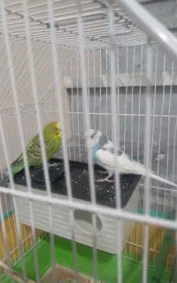 فروش مرغ عشق