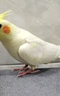 عروس هلندی