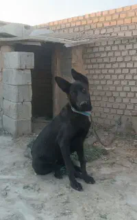 ژرمن بلک ماده
