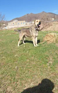 سگ پژدر