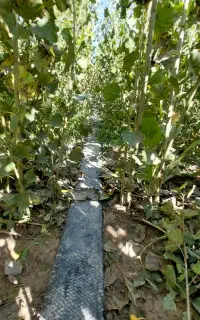 فروش یک قطعه صنوبر