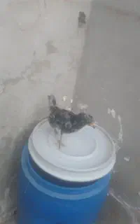 جوجه گلین