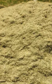 کاه یونجه