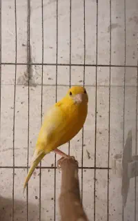 قناری نر پرتقالی شلاقی بخون
