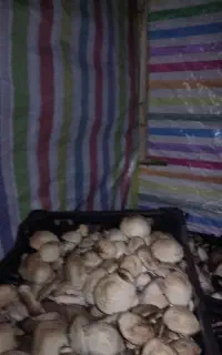قارچ رجه ۳ پشت وانتی