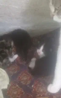 واگذاری گربه