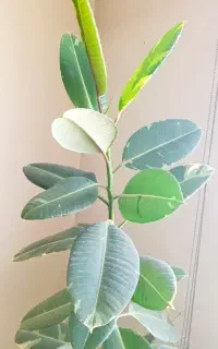 گل ف سانسوریا