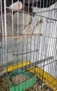 یک جفت عروس هلندی