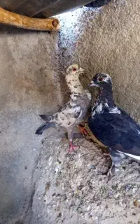 یک جفت کبوتر