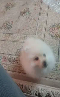 سگ سه ماهه