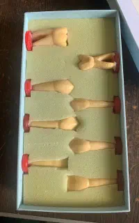 مدل آموزشی آناتومی دندان
