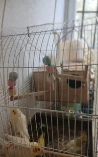 عروس هلندی