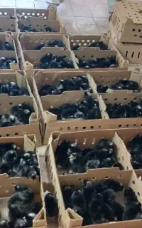 جوجه های یکروزه امروک ایسبار لوهمن