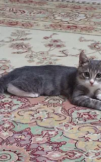 واگذاری بچه گربه