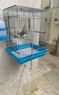 عروس هلندی