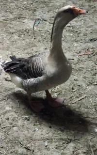 فروش قوغاز وغاز