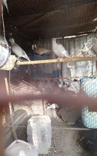 کبوترخونگی